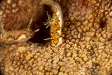The most beautiful underwater snails of the Indian and Pacific Ocean