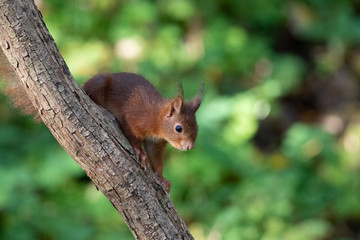 Ecureuil