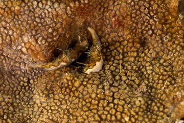 The most beautiful underwater snails of the Indian and Pacific Ocean