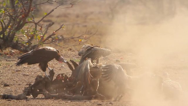 Lappet faced Vulture and White backed Vulture scavenging in Kruger National park, South Africa ; Specie family &nbsp;Torgos tracheliotos and  Gyps africanus of Accipitridae