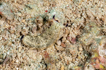 The most beautiful underwater snails of the Indian and Pacific Ocean
