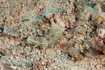 The most beautiful underwater snails of the Indian and Pacific Ocean