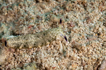 The most beautiful underwater snails of the Indian and Pacific Ocean