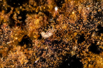 The most beautiful underwater snails of the Indian and Pacific Ocean