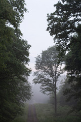Brume en for&ecirc;t