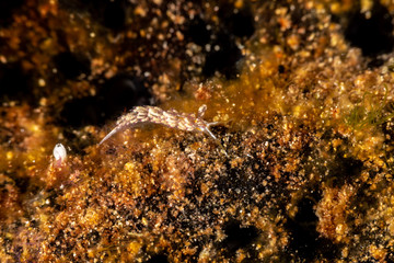 The most beautiful underwater snails of the Indian and Pacific Ocean