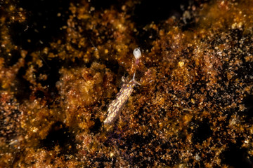 The most beautiful underwater snails of the Indian and Pacific Ocean