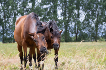 Chevaux complice