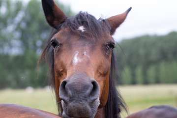 Portrait d'un cheval