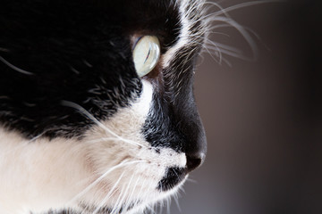 Chat de profil © Martin