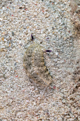 The most beautiful underwater snails of the Indian and Pacific Ocean