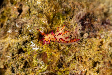 The most beautiful underwater snails of the Indian and Pacific Ocean