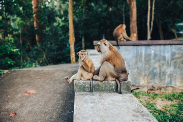 A family of macaque monkeys. A monkey in a tropical Park.