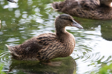 Canard dans l'eau