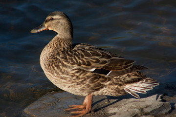 Duck