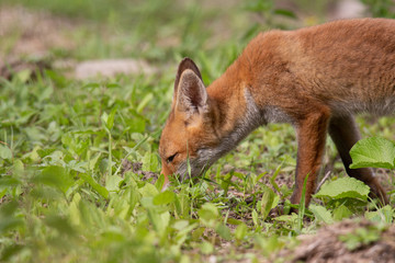 Renard qui sent