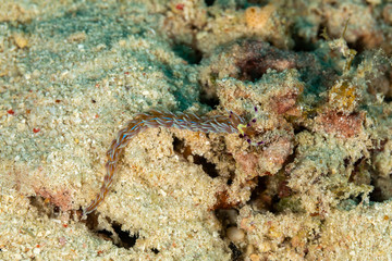 The most beautiful underwater snails of the Indian and Pacific Ocean