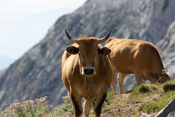 Vache en montagne