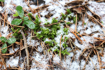 Young plants in spring forest with melting snow