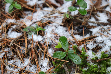 Breaking green sprout through fallen leaves in spring. Melting snow and green sprout in the spring.