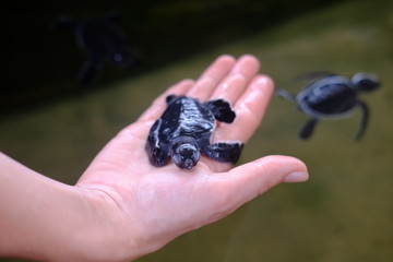 A small sea turtle in the palm of your hand.A turtle sanctuary in Sri Lanka