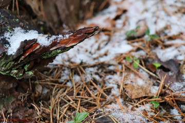 Tree bark on a background of snow, fallen leaves and sprouting green plants