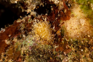 The most beautiful underwater snails of the Indian and Pacific Ocean