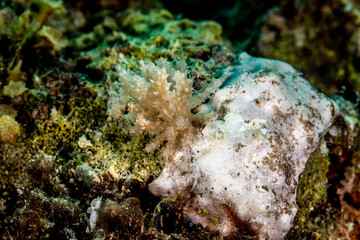 The most beautiful underwater snails of the Indian and Pacific Ocean