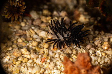 The most beautiful underwater snails of the Indian and Pacific Ocean