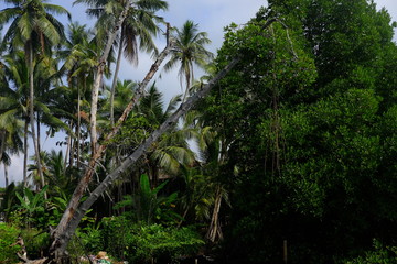 palm trees in the jungle