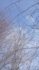 Obraz premium blue sky