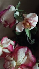 Naklejka premium flower