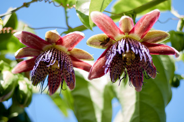 Flor de Maracuyá o Parchita