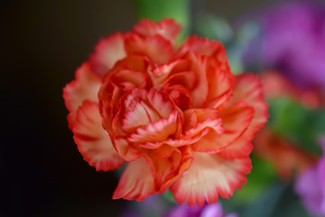 Orange Carnation Flower, Close-Up