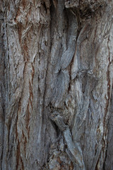 WoodBackground008