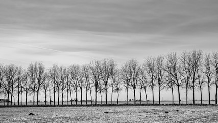 bare Tree lined farm land in winter