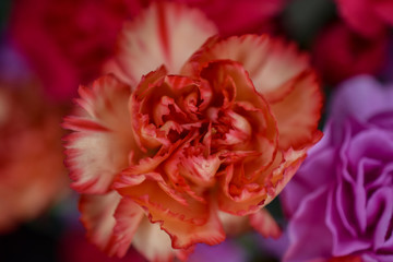 Orange Carnation Flower, Close-Up