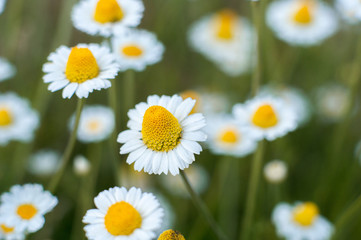 Abstract background from flowers, camomiles in the field. Bokeh