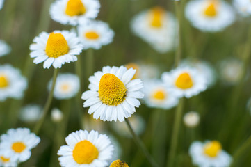 Fototapeta premium Abstract background from flowers, camomiles in the field. Bokeh