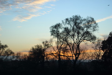 Naklejka na ściany i meble Sunset with trees silhouette, blue sky and gray clouds.