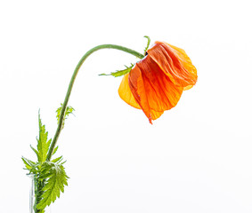 orange poppy flower on the white