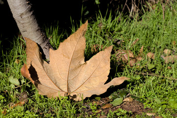 Fallen Leaf