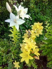 yellow spring flowers