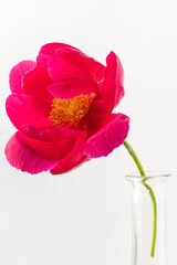 Obraz premium świeży kwiat piwonii na białym tle