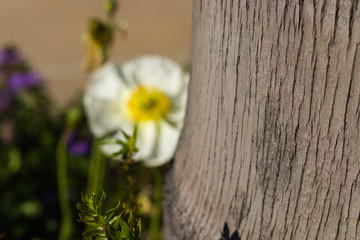 Obraz na płótnie Canvas Tree with Background Flower