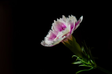 Pink and White Carnation Against Black Background