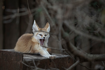 Obraz premium fennec foxes