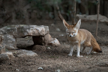 fennec foxes