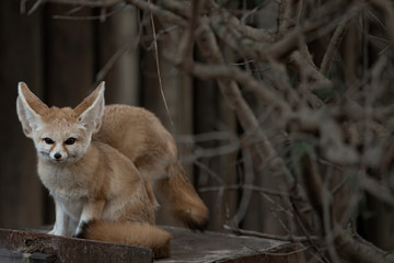 fennec foxes