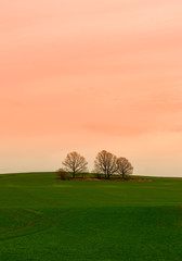 Fototapeta premium A group of trees on a hill against a dramatic sky